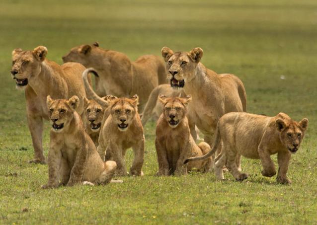 kelompok keluarga singa afrika